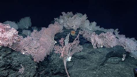 Creature Comparison Corals And Sponges Inner Space Center