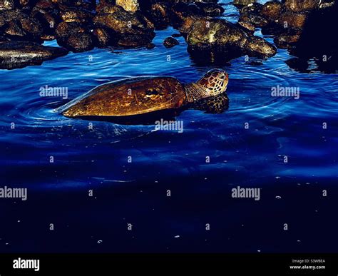 Sea Turtle in Hawaii Stock Photo - Alamy