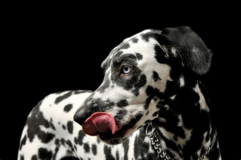 The Lick | The Saturday Evening Post