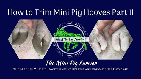 How to Trim Mini Pig Hooves Part II | Mini Pig Care | The Mini Pig ...