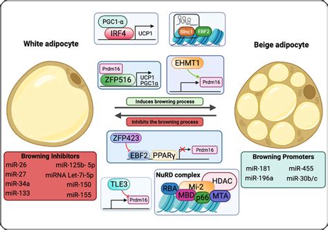 Wat Browning Transcriptional Regulation The Transcriptional Regulation