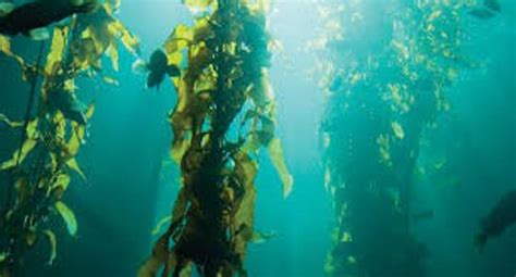 10 Interesting Kelp Facts | My Interesting Facts