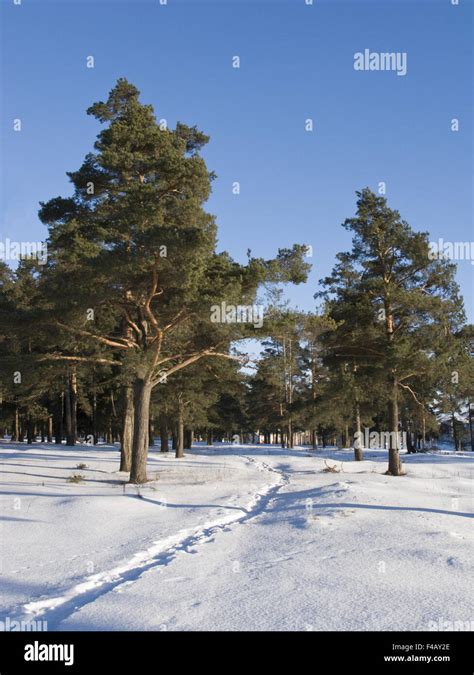 Pine Trees In Winter Forest Stock Photo Alamy