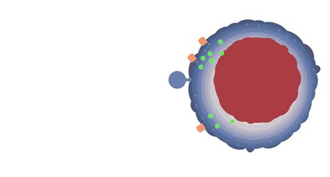 Immune System Cell Cartoon