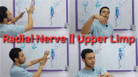 Radial Nerve Course Injury Cubital Fossa Upper Limp YouTube