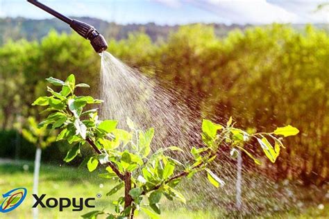 Хорус фунгицид: инструкция по применению для растений