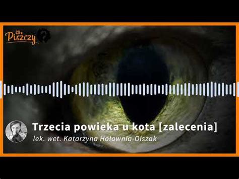 Trzecia Powieka U Kota Objawy I Leczenie Chor B Migotki