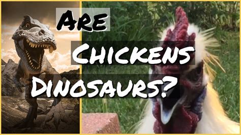 Are Chickens Dinosaurs Youtube