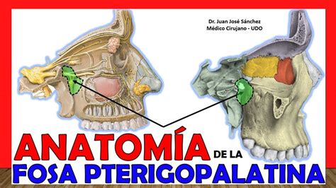 🥇 Fosa Pterigopalatina Anatomía Esfenopalatina ¡explicación