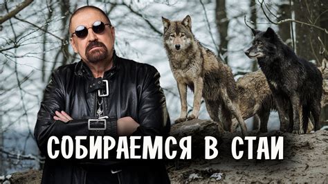 Собираемся в стаи - YouTube