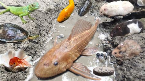 Tangkap Ikan Sapu Sapu Terbesar Dalam Lubang Ikan Lele Ikan Hias