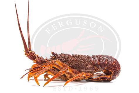 Live Lobster Ferguson Australia