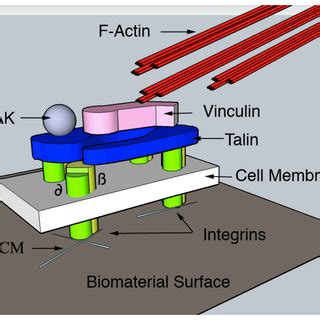 Filopodia formation in endothelial cells on a nanogroove substrate ...