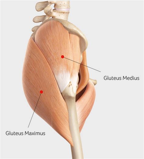 Gluteus Medius Tendinopathy At UPMC Sports Surgery Clinic