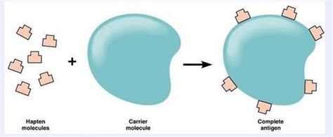 Anti-hapten Antibody Production at Best Price in New York, New York | Creative Biolabs