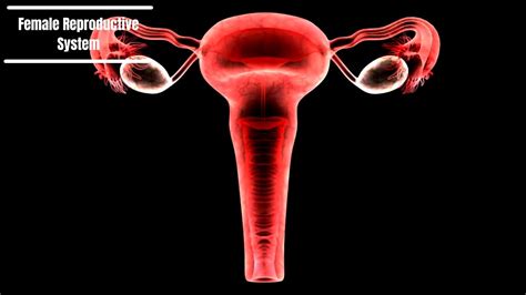 Female Reproductive System Explained 3d Animation Youtube