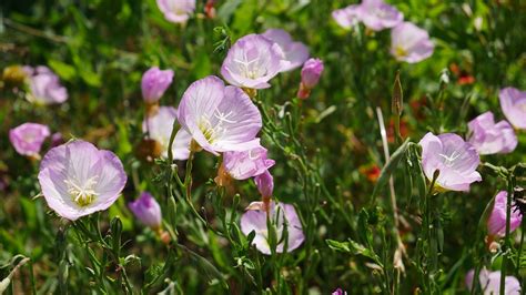 Flori Peisaj Natura De Fotografie gratuită pe Pixabay Pixabay