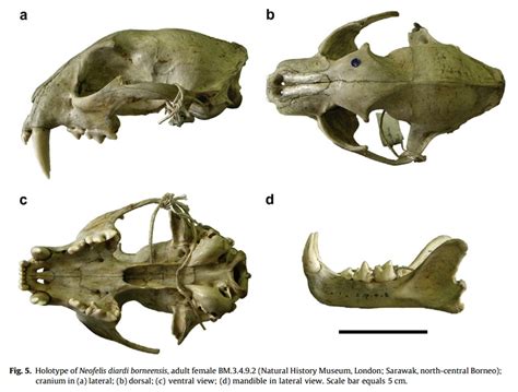 Species New to Science: [Mammalogy • 2011] Neofelis diardi borneensis | Borneo Clouded Leopard ...