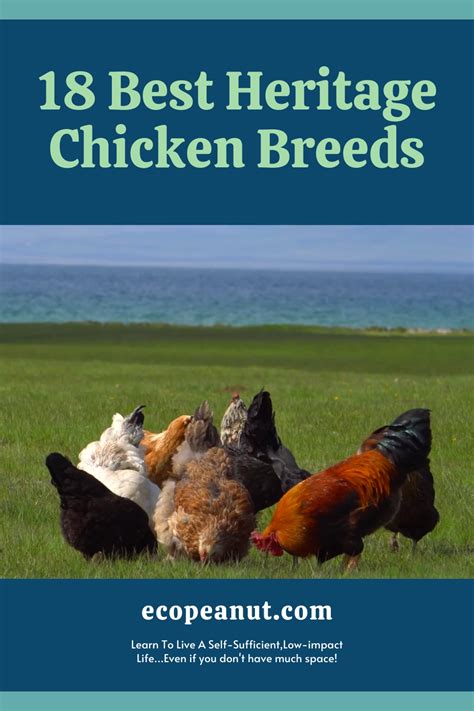 18 Heritage Chicken Breeds The Ultimate List Artofit