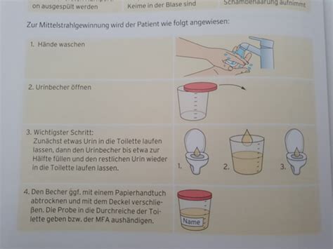 Harngewinnung Flashcards Quizlet