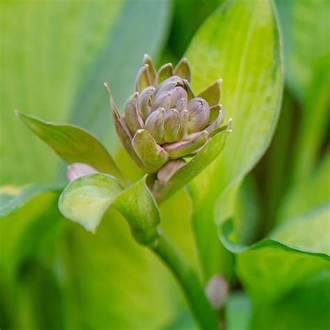 Hosta Stained Glass Plantain Lily Seedsheirloom