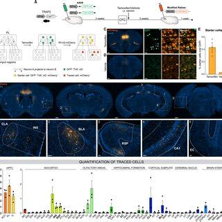 Brain Wide Retrograde Tracing Identifies Monosynaptic Inputs Of Pl