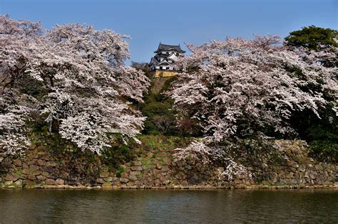 彦根城の桜 1 気ままに撮り歩き