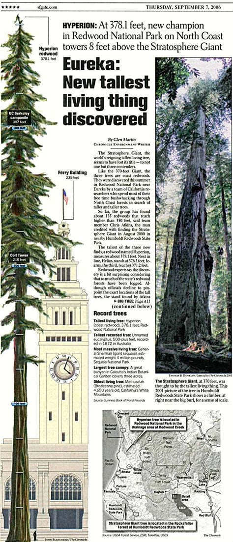 Hyperion - The Tallest Tree in California