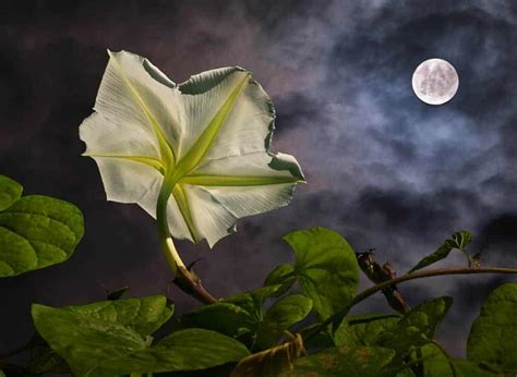 How To Plant Moonflower Complete Growing And Care Tips