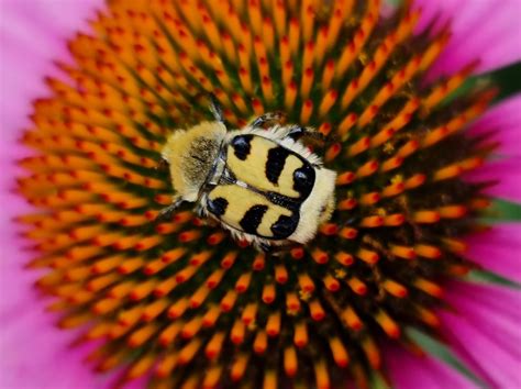 Free Picture Eurasian Bee Beetle Trichius Fasciatus Macro