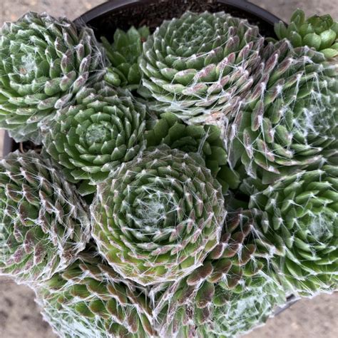 Sempervivum Bela Rasadnik Jelena