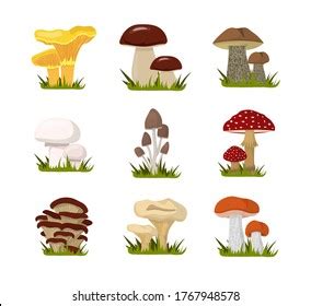 Total 93 Imagen Dibujos Del Reino Fungi Viaterra Mx