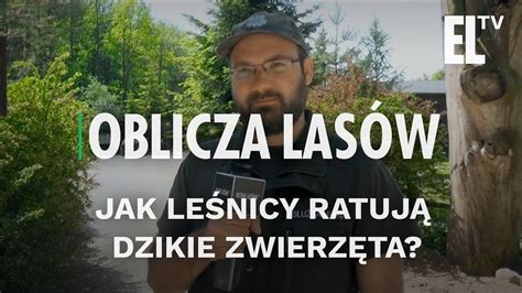 Jak leśnicy ratują dzikie zwierzęta Oblicza lasów 26 YouTube