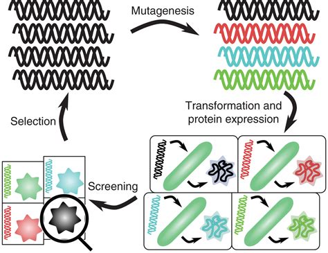 Towards The Directed Evolution Of Protein Materials MRS