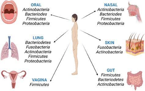 Lung Microbiota Its Relationship To Respiratory System Diseases And