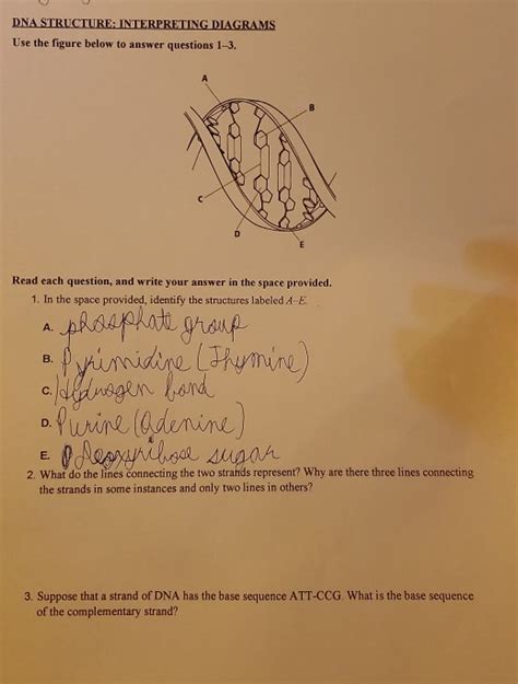 Solved Dna Structure Interpreting Diagrams Use The Figure Chegg