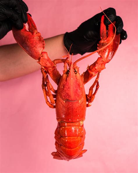 Whole Lobster (Cooked)