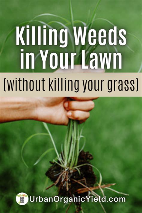 Killing Weeds In Lawn Killing Weeds In Lawn Weeds In Lawn How To