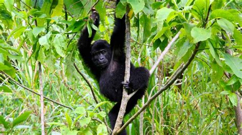 All Inclusive Uganda Gorilla Trekking Tours Safari Holidays