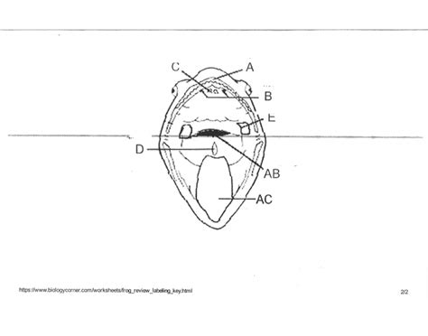 Frog Oral Cavity Diagram Quizlet