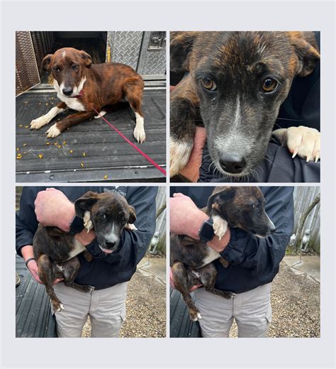 Rankin County Animal Shelter - Home