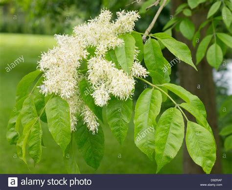 Leaves And Blossom Detail Of A Manna Or Flowering Ash Tree Fraxinus