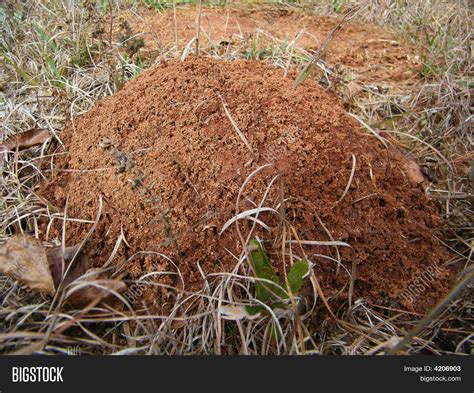 Fire Ant Mound Image & Photo (Free Trial) | Bigstock