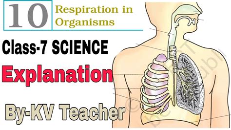 P 1 Respiration In Organisms Class 7 SCIENCE NCERT Chapter 10