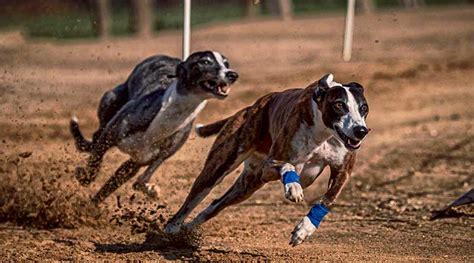 Como Apostar Em Corridas De Galgos Guia Para Iniciantes Aaj