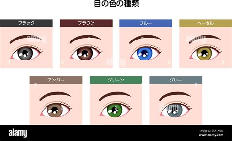 Human pupil eyeball variations / eye color types illustration Stock ...