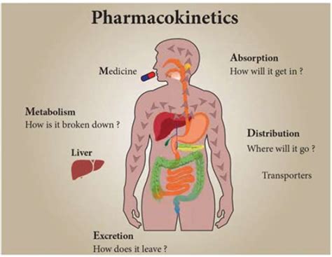 An Introduction To Neurotransmitters And How To Modulate Them