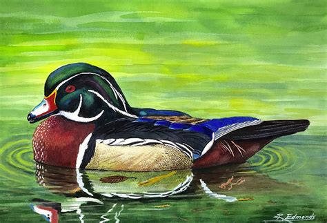 Wood Duck Painting at PaintingValley.com | Explore collection of Wood ...