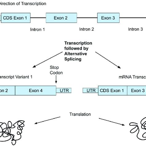 Basic Architecture Of A Gene Showing Exons Eventually Become The