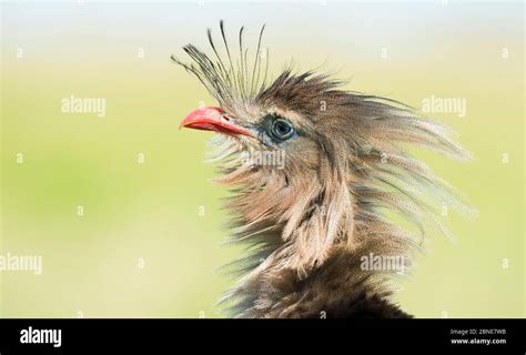 Red Legged Seriema Cariama Cristata Portrait Ruffling Its Feathers